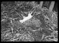 Photograph: [Frozen Animal Lying in Hay]