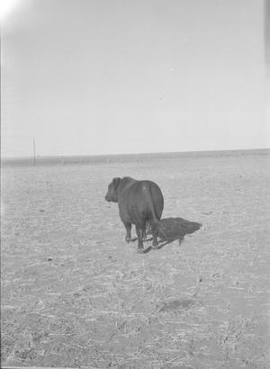 Primary view of object titled '[Angus Cow]'.
