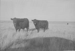 Primary view of object titled '[Angus Cattle]'.