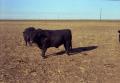 Primary view of [Angus Cattle]