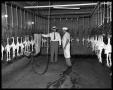 Photograph: East Poultry Processing Plant