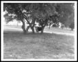 Thumbnail image of item number 1 in: '[A Bull Under Trees]'.