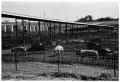 Photograph: [Pigs in Pens]