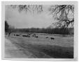 Thumbnail image of item number 1 in: '[Cattle on the Side of a Dirt Road]'.