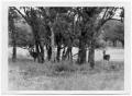 Photograph: [Deer Standing in the Trees]