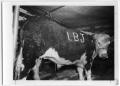 Primary view of [Steer with "LBJ" Written on Its Side]