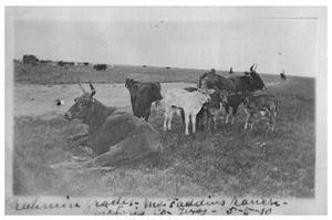 Primary view of object titled 'Brahmin grade [cattle at] McFaddin Ranch'.