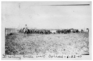 Primary view of object titled 'Driving cattle into corral'.