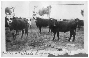 Primary view of object titled 'Cattle at Circle Bayou'.