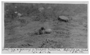 Primary view of object titled 'Nest-egg & young of [a]Turkey Vulture, Refugio County, Texas'.