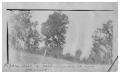 Thumbnail image of item number 1 in: 'Pecan trees in [a] field [in] Wharton County, Texas'.