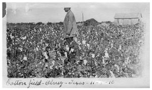 Primary view of object titled '[Man standing in] cotton field  in Olney, Texas'.