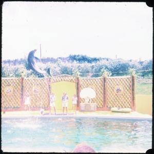 Primary view of object titled '[Dolphin at Seven Seas]'.