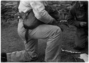 Primary view of object titled '[Banding a Male Turkey]'.