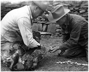 Primary view of object titled '[A. S. Jackson and Talmadge Palmer Banding a Turkey]'.