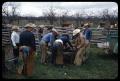 Thumbnail image of item number 1 in: '[Cowboys Branding a Calf]'.