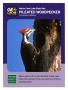 Primary view of [Trading Card: Pleated Woodpecker]