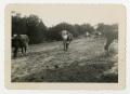 Photograph: [Photograph of Cattle in a Pasture near Camp Barkeley]