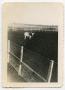 Photograph: [Photograph of a Bull in a Rodeo Arena]