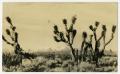Photograph: [Photograph of Cacti in the Mojave Desert]
