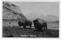 Postcard: [Postcard of Buffalo in Banff, Alberta]