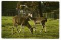 Primary view of [Postcard of Two Deer in Beacon Hill Park, B.C.]