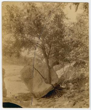 Primary view of object titled '[Tree in a Boulder]'.