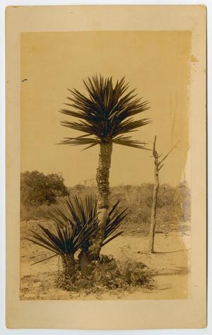 Primary view of object titled '[Yucca Trees, San Antonio, Texas]'.