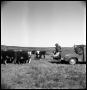 Primary view of [Cowboy Dumping Cattle Feed off of  a Truck]