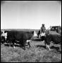 Thumbnail image of item number 1 in: '[Cowboy on Truck near Cattle]'.