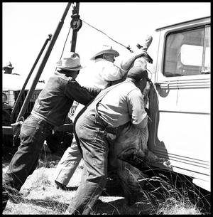 Primary view of object titled '[Cowboys Maneuvering  Hog to a Truck]'.