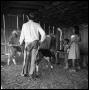 Photograph: [Cowboy and Children with Cattle in Barn]
