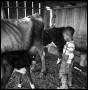 Thumbnail image of item number 1 in: '[Young Boy in a Barn with Cattle]'.