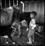 Photograph: [Young Boy in a Barn with Cattle]