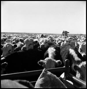 Primary view of object titled '[Cattle Crowding around the Back of a Pickup Truck]'.