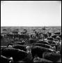 Primary view of [Herd of Cattle and a Cowboy]