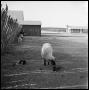 Thumbnail image of item number 1 in: '[Ewe with Lambs on Ranch Lot]'.