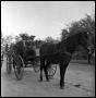 Photograph: [Photograph of a Family on a Horse Drawn Wagon]