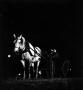 Photograph: [Boy in a Horse Drawn Carriage at Night]