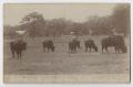 Postcard: [Postcard of Buffalo at Brackenridge Park]