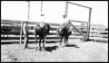 Photograph: [Three Men and Two Horses in a Pen]