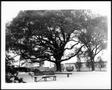 Thumbnail image of item number 1 in: '[Photograph of the Nancy Jones oak tree in the George Ranch house yard covered with snow]'.
