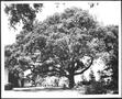 Photograph: [Photograph of the Nancy Jones oak tree in the George Ranch house yar…