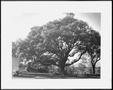 Primary view of [Photograph of the George Ranch house yard with the Nancy Jones oak tree in the center]