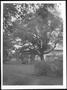 Photograph: [Photograph of the George Ranch yard focusing on the Nancy Jones oak …