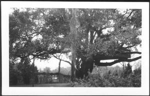 Primary view of object titled '[Photograph of the Nancy Jones oak tree]'.