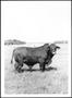 Primary view of [Photograph of a Santa Gertrudis bull in a pasture on the George Ranch]