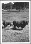 Photograph: [Photograph of a  Santa Gertrudis cow, calf, and bull]
