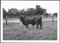 Primary view of [Photograph of a Santa Gertrudis bull in a pasture on the George Ranch}