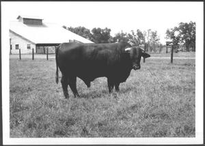 Primary view of object titled '[Photograph of a Santa Gertrudis bull - side view]'.